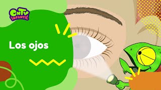 Los ojos  Camaleón y las naturales ciencias 3° temporada [upl. by Xyno]