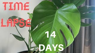 MONSTERA TIME LAPSE  NEW GROWTH Oct 2018 [upl. by Anelet]