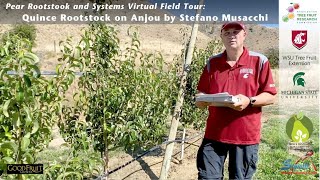 Quince Rootstock on Anjou Pear Trial Virtual Tour [upl. by Kcirddot]