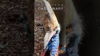 SOUTHERN CASSOWARY ATTACK  FEATHERDALE birds nature [upl. by Anaerda]