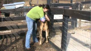 Tanglewood Farm Miniatures Palpating Miniature Jersey Heifer [upl. by Hanny279]