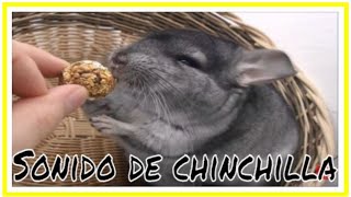 Sonido de chinchilla Sound Chinchilla [upl. by Smaj45]