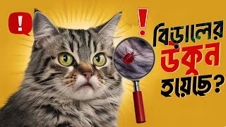 বিড়ালের শরীরে উকুন হলে কি করবেন  What to do if the cat has lice [upl. by Rramed]