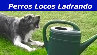 Perros Locos Ladrando Perros ladrando muy fuerte [upl. by Lopes998]