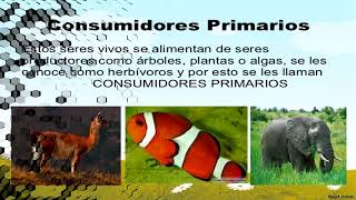 PRODUCTORES CONSUMIDORES Y DESCOMPONEDORES [upl. by Belldame447]