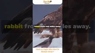 Hawk vs Eagle Who Has the Sharper Vision hawk eagle wildlife birds viralshorts amazingfacts [upl. by Anigroeg]