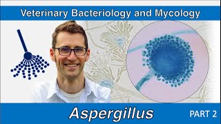 Aspergillus Part 2  Veterinary Bacteriology and Mycology [upl. by Skerl]