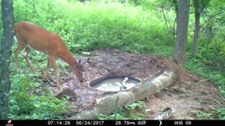 Why You Need To Hide Your Deer Waterholes [upl. by Anivek521]