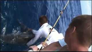 Fisherman Saves Gigantic Bull Shark [upl. by Hardner]