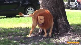 Dog Lion Wig Prank [upl. by Kcirted571]