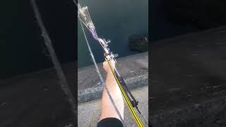 bowfishing from a dam bowfishing fishing thefearbowfishing [upl. by Sethi400]