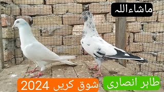 Hamare kabutaron ka sab veer pra shong Karen Tahir pigeon club🕊🚚🚌🎁🕊 [upl. by Fretwell394]