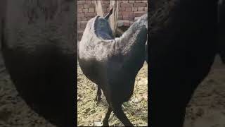 goat animals bitalgoat viralvideo bittal shortvideo shorts [upl. by Moffit]