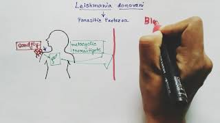 Leishmania donovani Lifecycle  Hindi   Kalaazar  Dumdum fever [upl. by Alban]