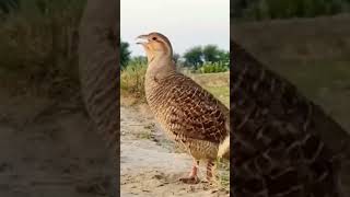 Francolin Male voiceteetarawazyoutubeshortsviralvideotrend [upl. by Winne292]