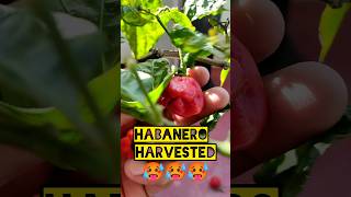 Habanero harvested 🥵🥵🥵 super hot pepper mirchi gardening shorts chilli care love harvest [upl. by Bedwell]