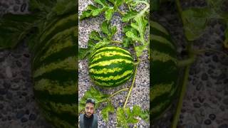 😱 what is that watermelon fruit watermelone watermeloncake [upl. by Granoff]