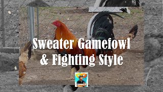 Sweater Gamefowl History and Fighting Style [upl. by Mahgirb]