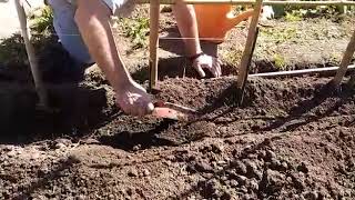 Cómo pasar el plantín de tomate desde el almácigo a la tierra [upl. by Millda915]