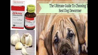 pet care  dog deworming symptoms medicine schedule at home in Hindi  urdu [upl. by Mikol]