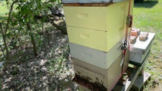 How To Formic Pro Treatment for Varroa Mites [upl. by Karina584]