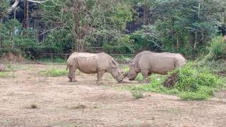 Rhinocerouses fighting [upl. by Savihc]