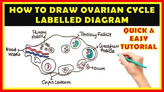 Drawing Ovarian Cycle Made EASY  Step by Step Guide For Beginners [upl. by Elawalo]