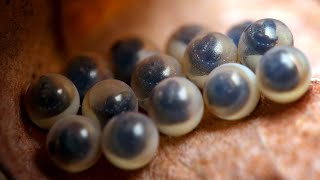 Parasitic wasps hatching from jewel bug eggs [upl. by Winfrid]