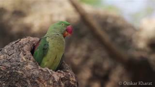 Behaviour of Alexandrine Parakeet Female Parrot [upl. by Dnalrag]