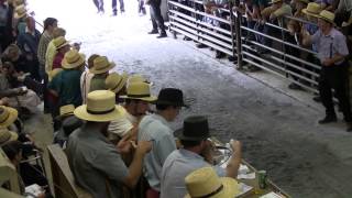 Mels Stables Horse Auction New Holland Pa [upl. by Neelyhtak602]