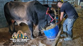 Instalaciones para un Toro de reparo Rancho el Olimpo Limpiando los corrales de los guerreros [upl. by Anauqed]