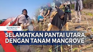 Selamatkan Pekalongan 500 Mangrove Ditanam di Pantai Utara [upl. by Albrecht692]