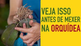 Como PLANTAR ORQUÍDEAS no VASO de um jeito SIMPLES e FÁCIL [upl. by Niu]