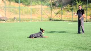 Advanced and Basic Obedience Training  Doberman Pinscher Pars [upl. by Otokam661]