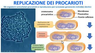 REPLICAZIONE DEI PROCARIOTI [upl. by Anidam]