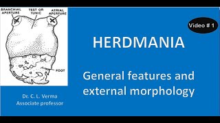 General features and external morphology of Herdmania [upl. by Amity]