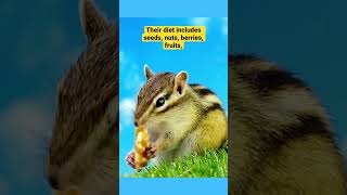 What do chipmunks REALLY eat Youll be shocked shorts chipmunk eating animal short [upl. by Oibirot]