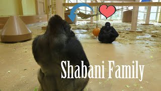 Higashiyama Zoo Gorillas  Shabani Family 20181113 [upl. by Pyotr]