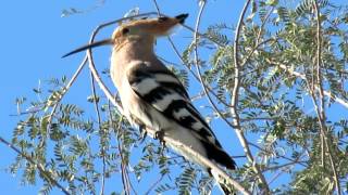 HoopoeCall Dubai [upl. by Zsamot]