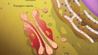 Lysosomes HD Animation [upl. by Drwde900]