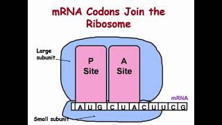 Binding Sites of tRNA for DNA Translation [upl. by Nyltac]