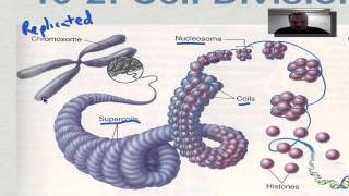 Chapter 10 Part 3  Eukaryotic Chromosomes [upl. by Twedy]