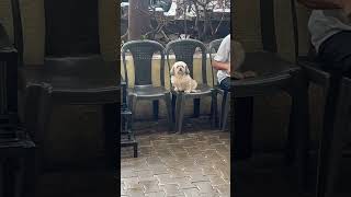 Dog patiently wait for parents doglover innocent puppy petlover puppiesandkids puppyhood [upl. by Mehala]