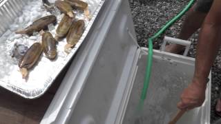 Shucking Razor Clams without Boiling [upl. by Palla247]