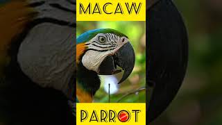 MACAW  PARROT sound [upl. by Ak]