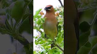 Cedar Waxwing picking flowers birds relaxingbirdsounds [upl. by Sadye]