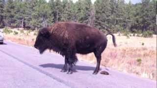 Bison  American Buffalo Pooping in the street [upl. by Domini574]