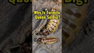 Why Is Termite Queen So Big shorts [upl. by Branch957]