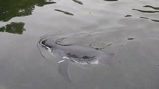 4K Swimming Humboldt penguin in Ouwehands Dierenpark Rhenen The Netherlands [upl. by Farnham]