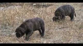 Bullmastiff puppies 10weeks [upl. by Ahsap20]